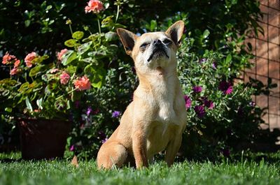 Portrait of dog sitting in yard