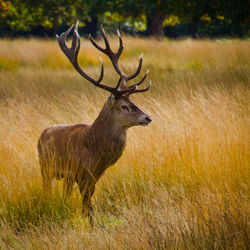 Buck deer during the rut in london, england