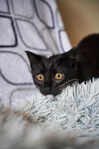 Portrait of black cat relaxing at home