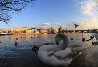 View of birds in river