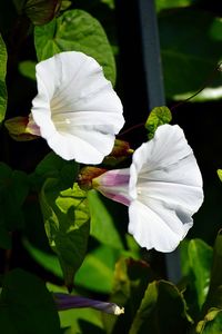 Close-up of white flowers blooming outdoors