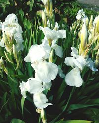 Close-up of white flowers blooming outdoors