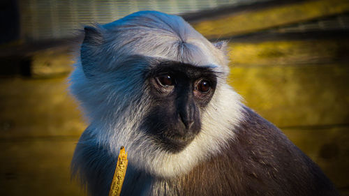 Close-up portrait of hanuman grey  langur monkey in zsl london zoo