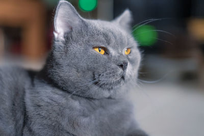 Close-up of cat
