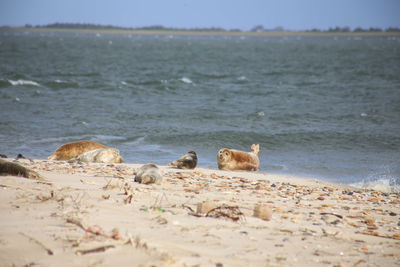 View of sheep on beach