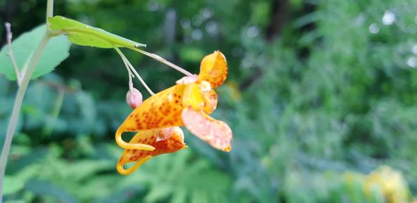 Close-up of orange butterfly on leaves