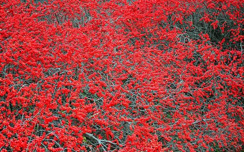 Full frame shot of red abstract background