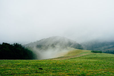 Scenic view of grassy field against sky