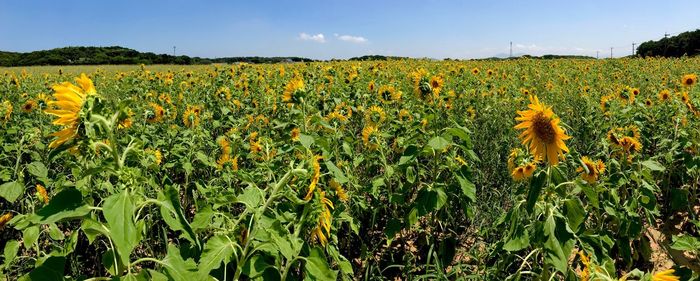 Scenic view of sunflower field against sky