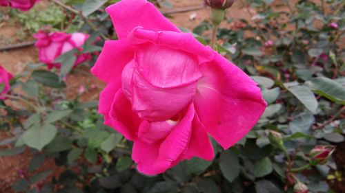 Close-up of pink flower blooming outdoors