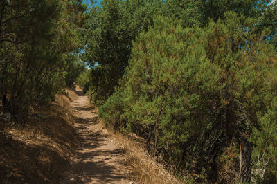 Dirt road amidst trees in forest