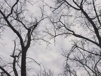 Low angle view of silhouette bare tree against sky