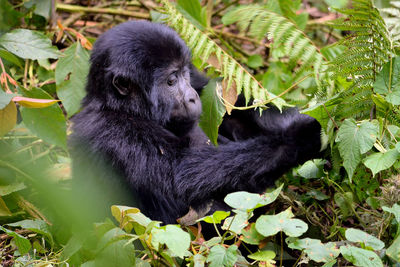 The huge silverback in bwindi impenetrable forest, uganda.