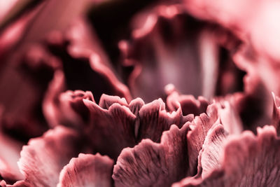 Extreme close-up of pink flower