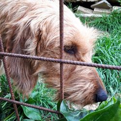 Close-up of a dog