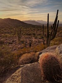 Cactus in desert against sky during sunset