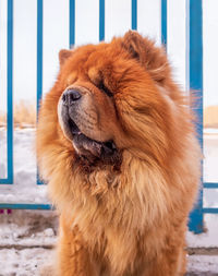 A beautiful chow-chow dog is sitting on the sidewalk. winter shoot. close-up. animal portrait.