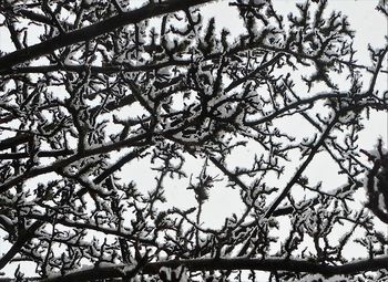 Low angle view of flower tree against sky