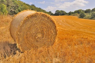 Round straw bales in harvested fields