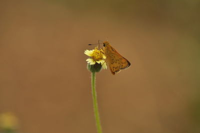 Close-up of insect on flower