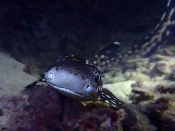 Close-up of fish swimming in sea