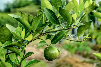 Close-up of fruits growing on tree