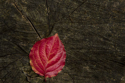 Close-up of dry maple leaf