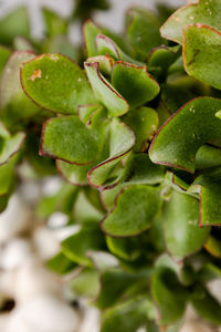 Close-up of plant