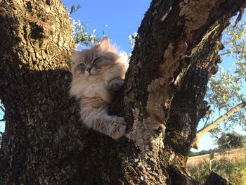 Low angle view of cat on tree