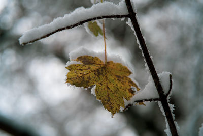 Close-up of frozen plant during winter
