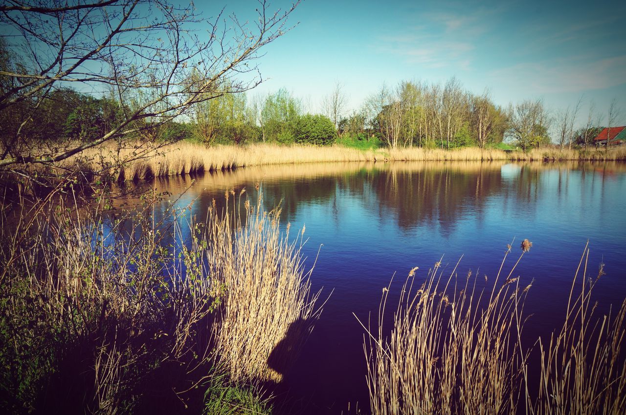 water, tree, lake, tranquility, reflection, tranquil scene, nature, beauty in nature, scenics, blue, growth, sky, lakeshore, plant, forest, bare tree, idyllic, branch, outdoors, river