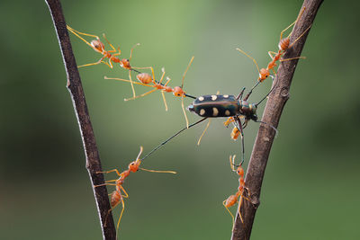 Close-up of red ants with dead insect on plant stems