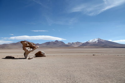 Petrified tree at salar de uyuni