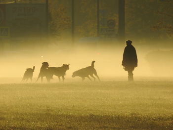 Silhouette man with dogs on grassy field during foggy weather