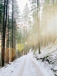 Road amidst trees in forest during winter