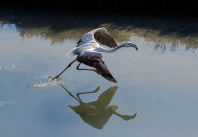 Side view of bird with reflection in water