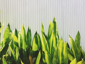 Fresh green plants against fence