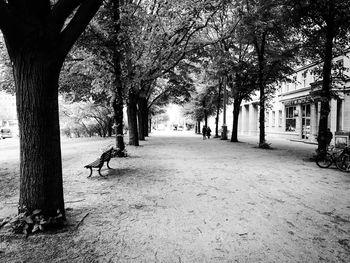 Footpath amidst trees in city