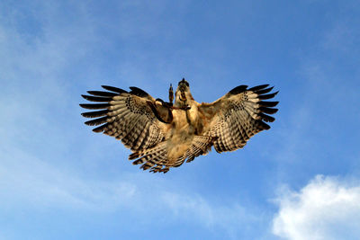 Directly below shot of eagle flying in sky