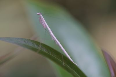Close-up of insect on plant