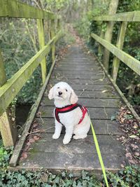 Portrait of dog on a bridge 