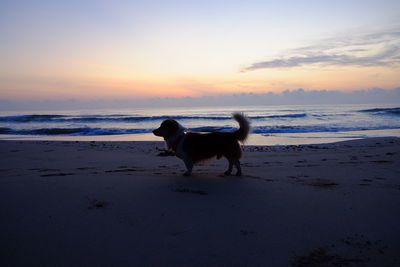 Dog standing on beach against sky during sunset