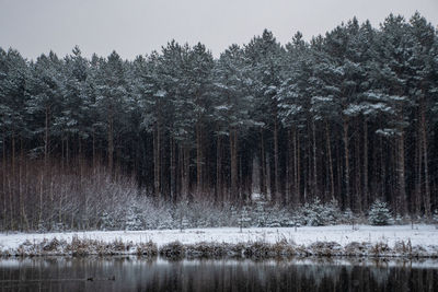 Scenic view of frozen lake in forest