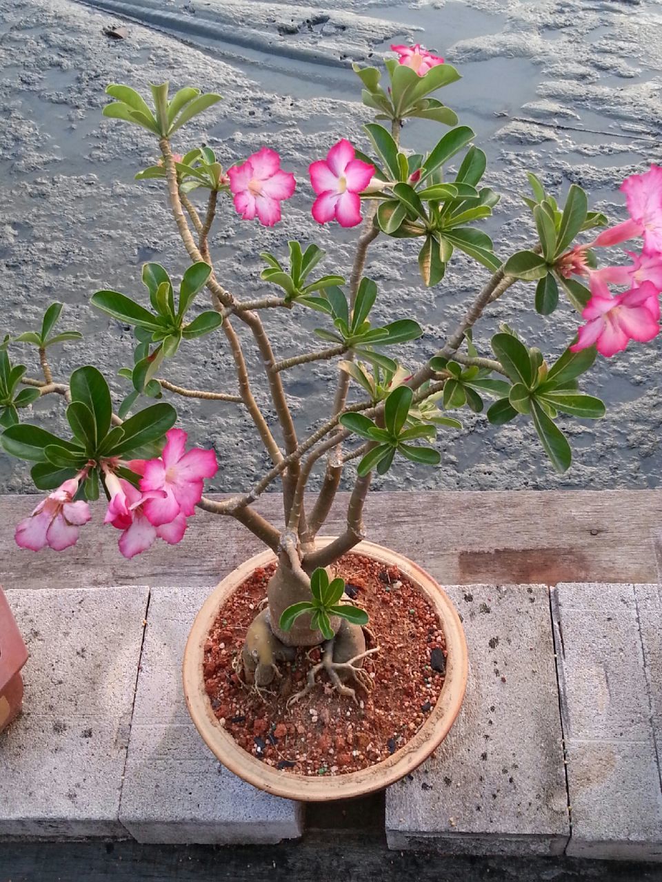 flower, freshness, fragility, petal, plant, growth, potted plant, pink color, leaf, flower head, beauty in nature, nature, flower pot, blooming, high angle view, wall - building feature, in bloom, blossom, stem, vase