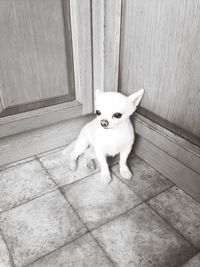 High angle view of dog