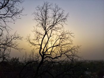 Silhouette bare tree against sky during sunset