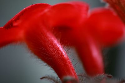 Close-up of red flower against blurred background