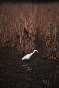 Bird flying over a field