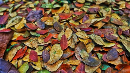 Full frame shot of dried leaves