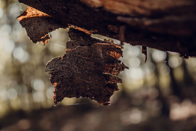 Close-up of dried autumn leaves